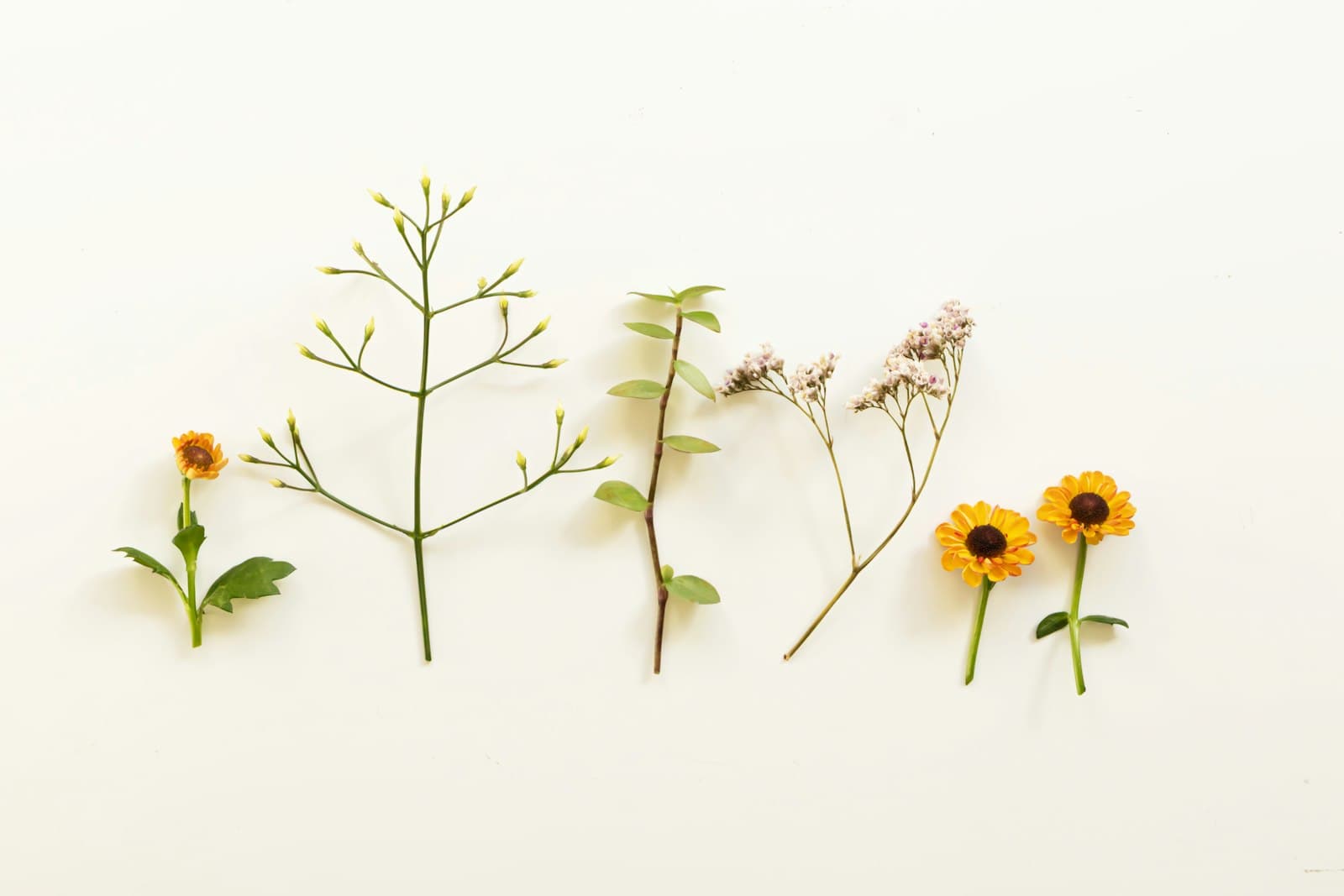 Dried flowers and small plants arranged in a row on a light background